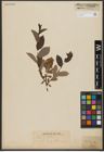 Foto von Salix hastata L.